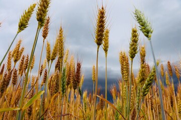 Obraz premium field of wheat