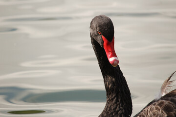 Closeup of a black swan in the lake