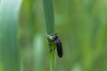 The violet robber fly eats its prey. Dioctria atricapilla, is a species of robber fly in the subfamily Dasypogoninae.