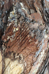 background, old, plant, texture, bark, wood, tree, brown, rough, natural, trunk, pattern, abstract, wooden, nature, surface, closeup, detail, dry, material, timber, textured, macro, environment, fores