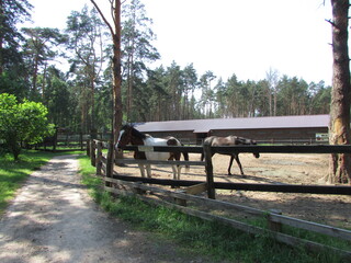 Horses in the paddock