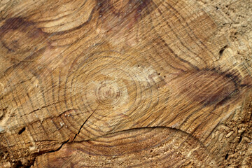 Obraz premium texture, wood, tree, background, nature, ring, annual, timber, natural, forest, cut, pattern, wooden, rough, slice, shape, trunk, plant, circle, section, textured, history, life, concentric, organic, 