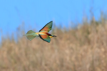 Fototapeta na wymiar Action photo. Bee-eater flying in a dynamic pose. Flying jewel. European Bee-eater, Merops apiaster