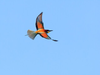 Action photo. Bee-eater flying in a dynamic pose. Flying jewel. European Bee-eater, Merops apiaster