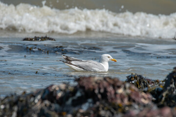 Seagull on the sea coast