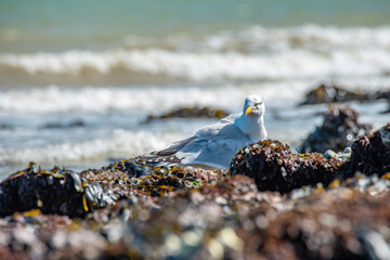 Seagull on the sea coast