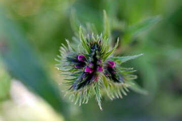 Knospe einer Phacelia