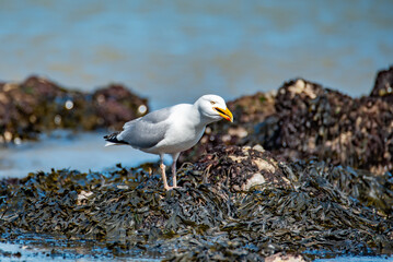 Seagull on the sea coast