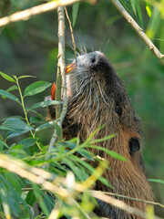 Close-up photo of wild nutria bite the willows twigs on background of green bushes. Natural environment. Nutria, Coypu, Myocastor coypus
