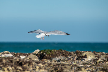 Seagull on the sea coast