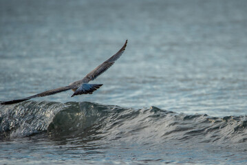 Obraz premium Seagull on the sea coast