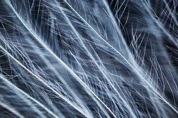Bird feather under the microscope
