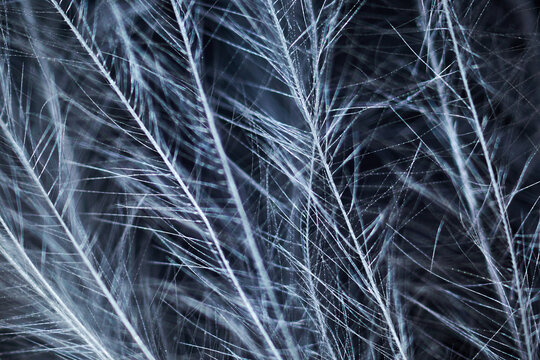 Bird Feather Under The Microscope