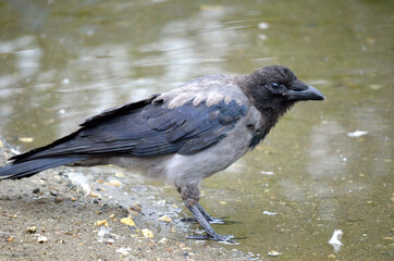 crow on pond shore