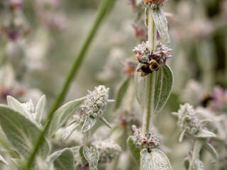 Bees Pollinating Flowers in the Spring