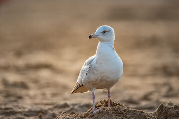 Seagull on the sea coast