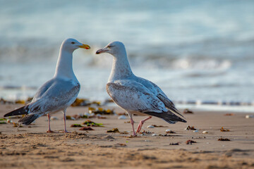Seagull on the sea coast