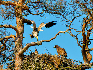 A mighty eagle the feeds the youngsters on the nest caught by the fish. Close-up dynamic photo of White-tailed Eagle, Haliaeetus albicilla.