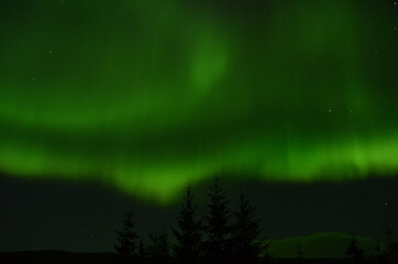 Fototapeta na wymiar amazing aurora borealis dancing on star filled autumn night sky over spruce trees