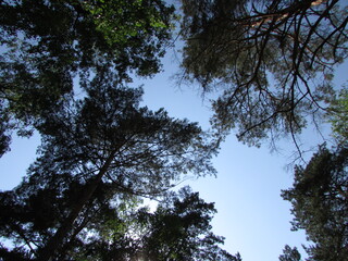 trees and sky