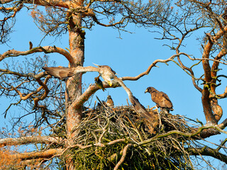 A mighty eagle the feeds the youngsters on the nest caught by the fish. Close-up dynamic photo of White-tailed Eagle, Haliaeetus albicilla.
