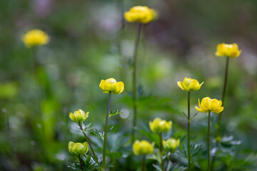 The globeflower, latin name Trollius europaeus. Yellow flowers, using shallow depth of field.