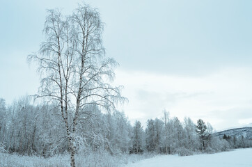 prestine snowy white forest landscape after hoarfrost