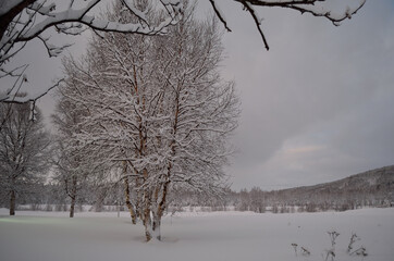 tall snow covered tree in winter