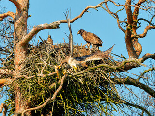 A mighty eagle the feeds the youngsters on the nest caught by the fish. Close-up dynamic photo of White-tailed Eagle, Haliaeetus albicilla.