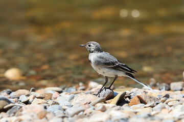 Close-up photo of a young wagtail on a stony beach. White Pied Wagtail, Motacilla alba.