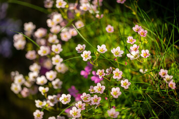 Saxifraga, the stone breaker flowers in the garden. Using shallow depth of field.