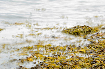 brown seaweed floating near sandy seashore