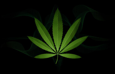 vector image of cannabis leaf. Cannabis leaf background in fog