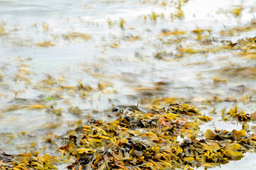 brown seaweed floating near sandy seashore