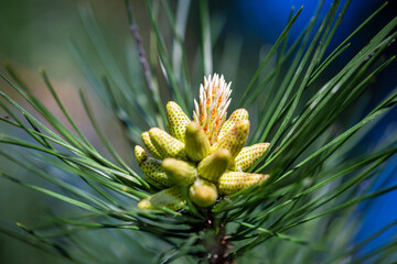 Naklejka na ściany i meble Bog pine, latin name Pinus mugo, male pollen producing strobili.