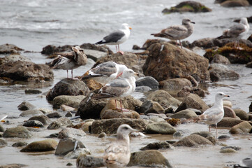 seagulls perched on the rocks on the beach