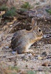 Desert cottontail rabbit 