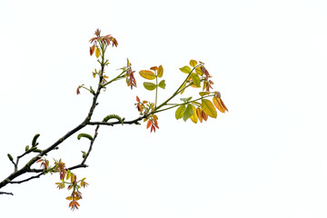 Young spring leafs and catkins of a walnut tree, isolated on white