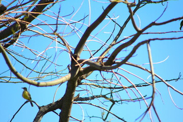 Picabuey Santa Ana de los Guácaras, Corrientes