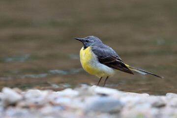 Close-up photo of wagtail on a stony beach. Grey Wagtail, Motacilla cinerea.
