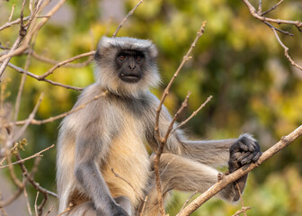 Hanuman langur on a tree