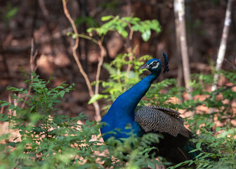 Obraz premium Peacock in jungle