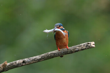 Kingfisher with caught fish sitting on a twig in its natural habitat. Flying jewel. Common Kingfisher, Alcedo atthis