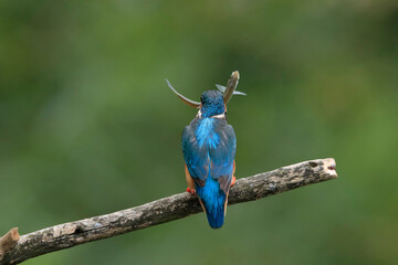 Kingfisher with caught fish sitting on a twig in its natural habitat. Flying jewel. Common Kingfisher, Alcedo atthis