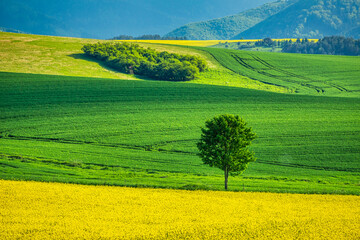 Fototapeta premium Spring rural landscape with rapeseed fields and with lonely tree at grassy green meadow. Rajec valley in Slovakia, Europe.