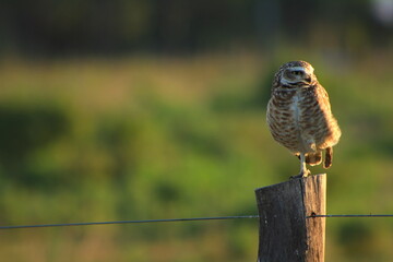 Lechuza Santa Ana de los Gu&aacute;caras, Corrientes