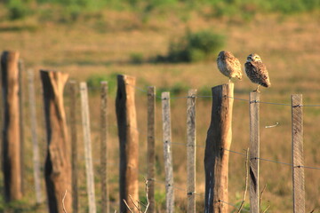 pareja de Lechuzas Santa Ana de los Gu&aacute;caras, Corrientes