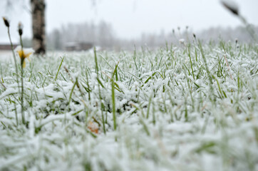 new snow on grass and plant in late autumn macro photo