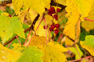 colourful redcurrant bush in autumn with snow macro photo