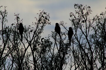 Cotorras - Loros Santa Ana de los Guácaras, Corrientes